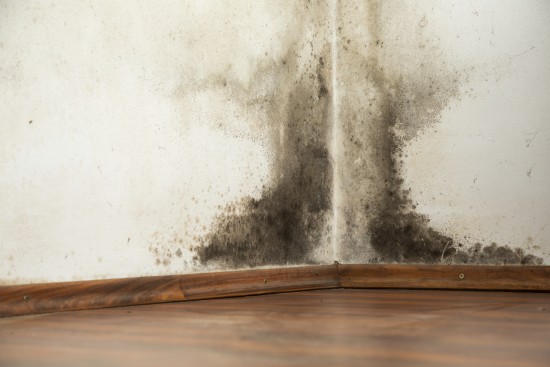 Mold in the corner of a home/office