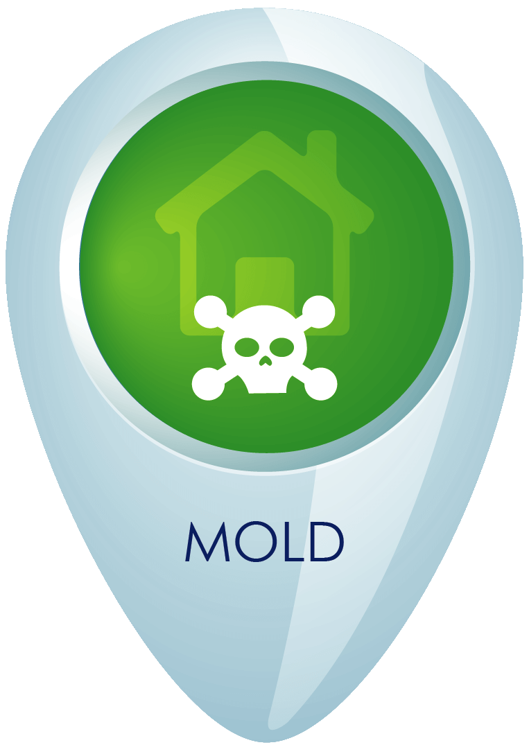 mold removal & restoration services