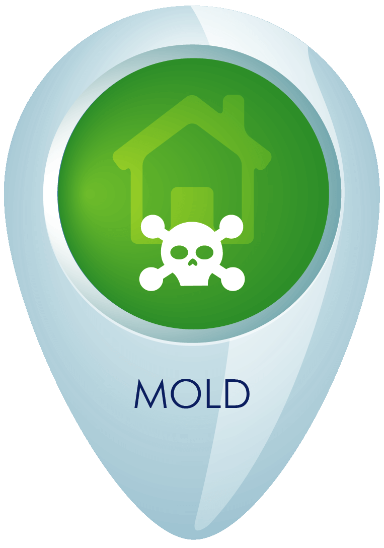 Mold Remediation and Removal